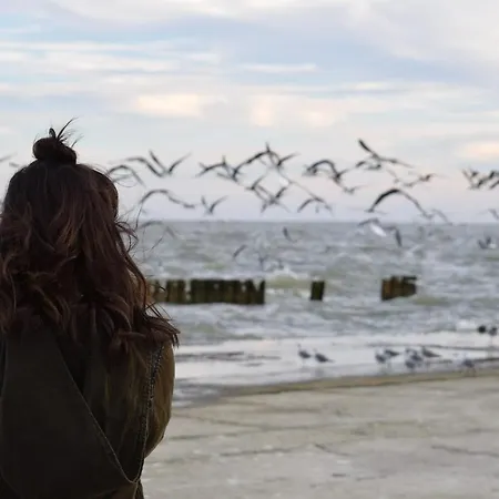 Meeresrauschen Seemoewe * Pelzerhaken